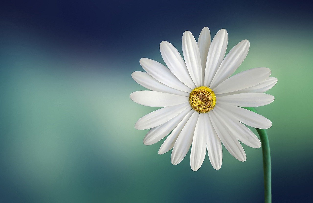 Image courtesy of Pixabay
