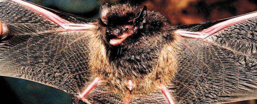 Photo courtesy of Missouri Dept. of Conservation