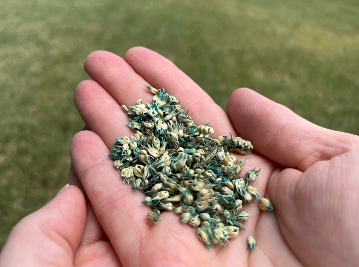 Holly Dickman holds a handful of buffalo grass seed. The city helps residents pay to plant this native grass, which needs less watering than typical lawn grasses like fescue.