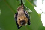 Biologist says bats are misunderstood