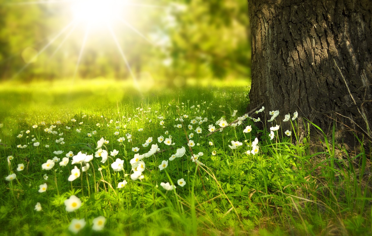 Image courtesy of Pixabay