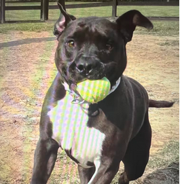  Stella, a pit bull owned by author Colin Dayan. Colin Dayan, CC BY-ND 