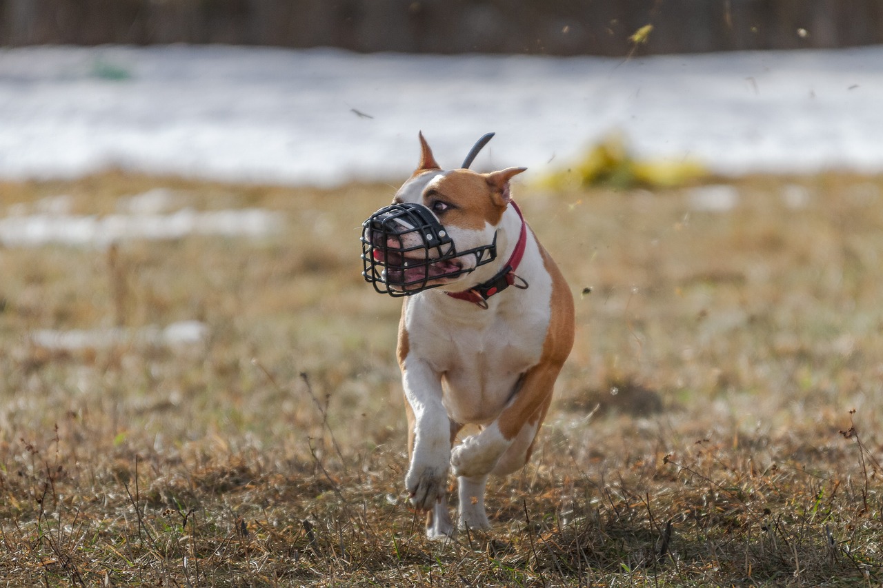 Pit bulls went from America's best friend to public enemy – now they're  slowly coming full circle