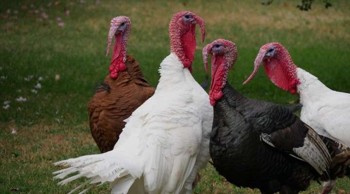 <b>The outbreak of avian influenza in the U.S. also is partly responsible for increased holiday food costs.&nbsp;
</b>
Photo by&nbsp;<a href="https://unsplash.com/@jsguy?utm_source=unsplash&amp;utm_medium=referral&amp;utm_content=creditCopyText">Mikkel Bergmann</a>&nbsp;on&nbsp;<a href="https://unsplash.com/s/photos/turkeys?utm_source=unsplash&amp;utm_medium=referral&amp;utm_content=creditCopyText">Unsplash</a>
