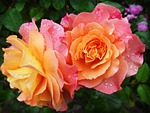 Anna May Beam 1931 - 2022