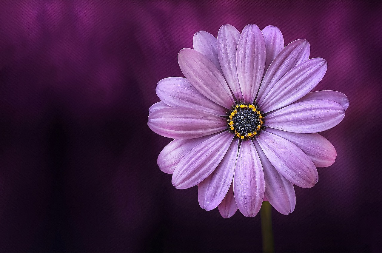 Image courtesy of Pixabay