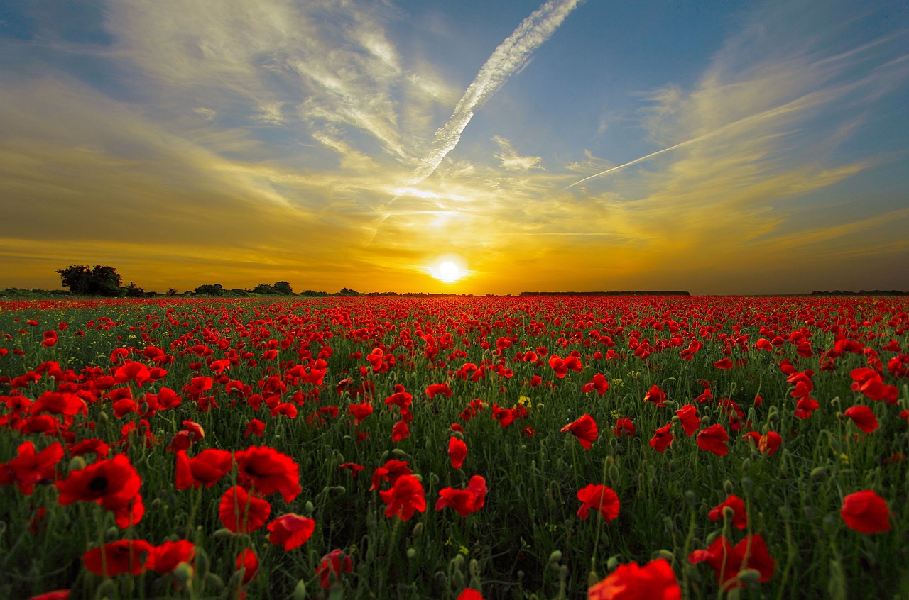 Image courtesy of Pixabay