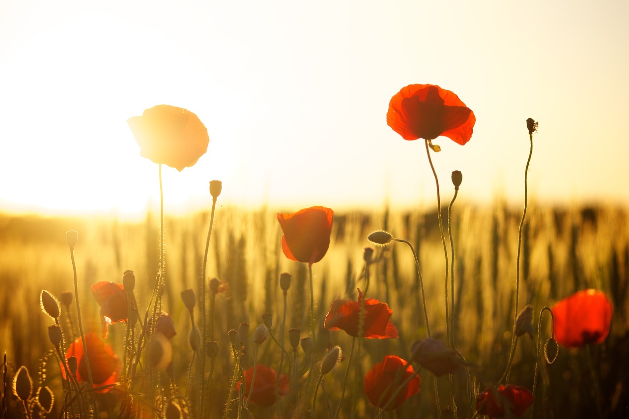 Image courtesy of Pixabay