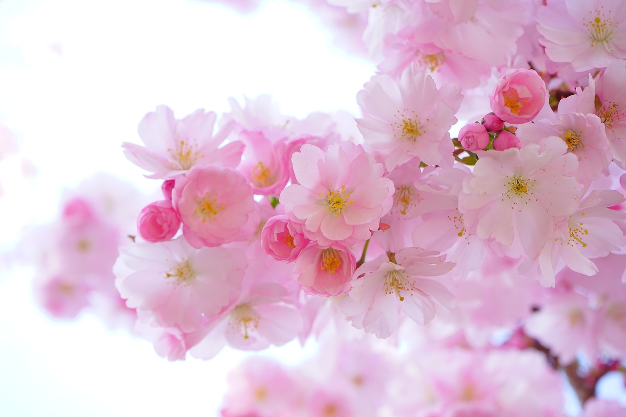 Image courtesy of Pixabay