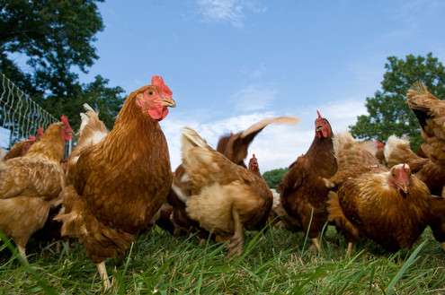 Avian Influenza Bird Flu (MO Agriculture)