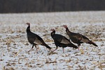 Nebraska study hopes to explain wild turkey population decline