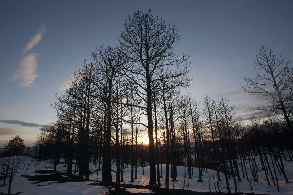 The setting sun streams through pine trees near the Black Hills Overlook at Chadron State Park. Justin Haag, Nebraskland Magazine, Nebraska Game and Parks Commission