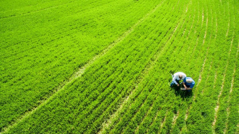 A Soil and Water Conservation District technician consults with a farmer in a cover crop field of rye grass. Cover crops are used to restore soil nutrients and prevent erosion (Photo by Edwin Remsberg and USDA-SARE).