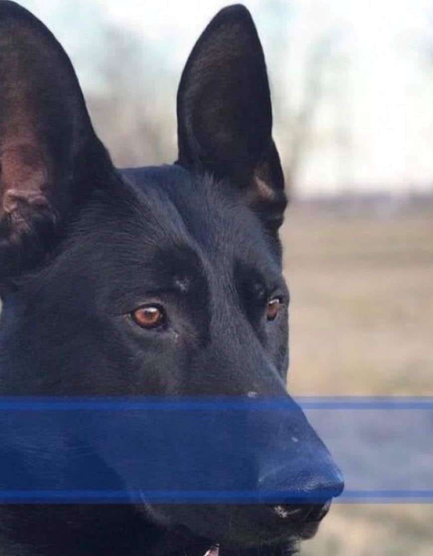 K9 Max/file photo