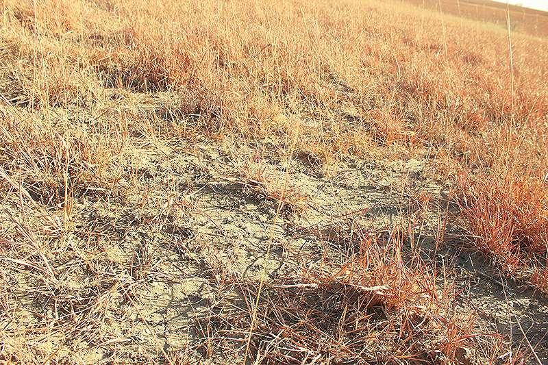 You can still see patches of bare ground on the land that burned last year. Drought has slowed the recovery of the grasslands, which may not fully recover for three or more years, according to K-State Extension agents. Photo by Cristina Janney/Hays Post<br>