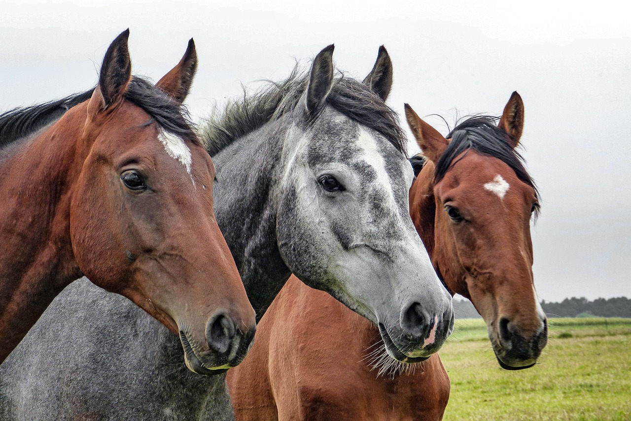 Image courtesy of Pixabay