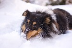 K-State: Veterinarian offers tips for keeping pets safe in cold weather