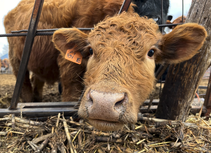 This calf, Ott, is one of several in Koester's herd who were born early this year just after the wildfire. Koester estimates that it'll take at least a couple more years before his herd's numbers are back to where they were before the fire claimed the lives of 100 of his cattle. David Condos / Kansas News Service