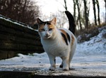 Russell PD: Cold weather reminders for pets