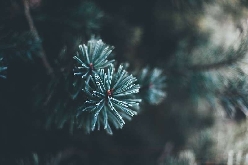 <b>Fresh Christmas trees remain useful after the holiday.</b> Photo courtesy Pixabay