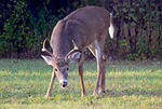 Cheyenne Bottoms expert explains '22 broken antler theme