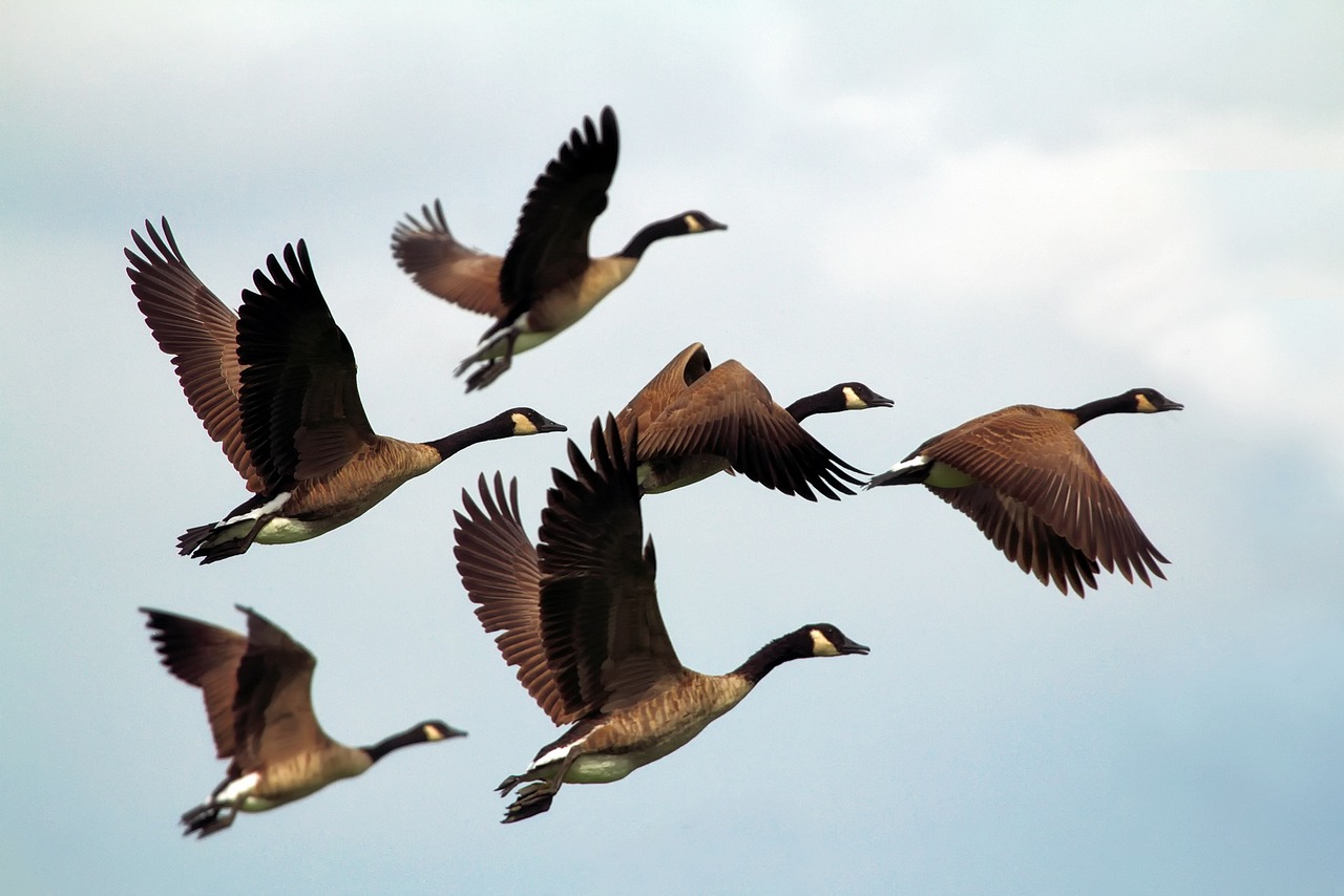 Image courtesy of Pixabay