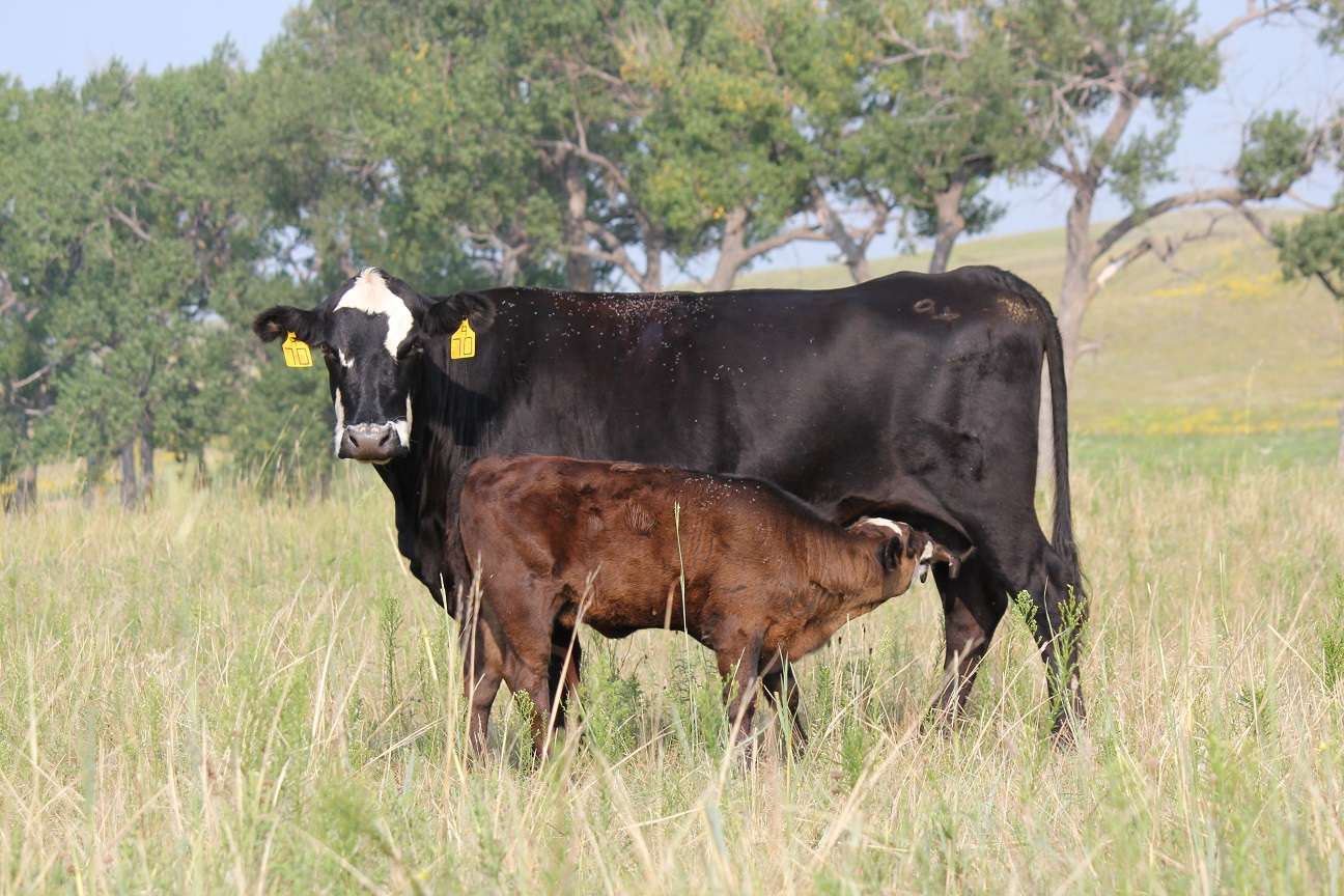 <b>written by: Stacy Campbell - Cottonwood Extension District</b>