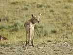 🎥 Why are coyote populations on the rise in Kansas? 