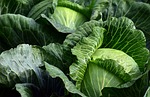 🎙Post Podcast: Cabbage consumption can be beneficial to health