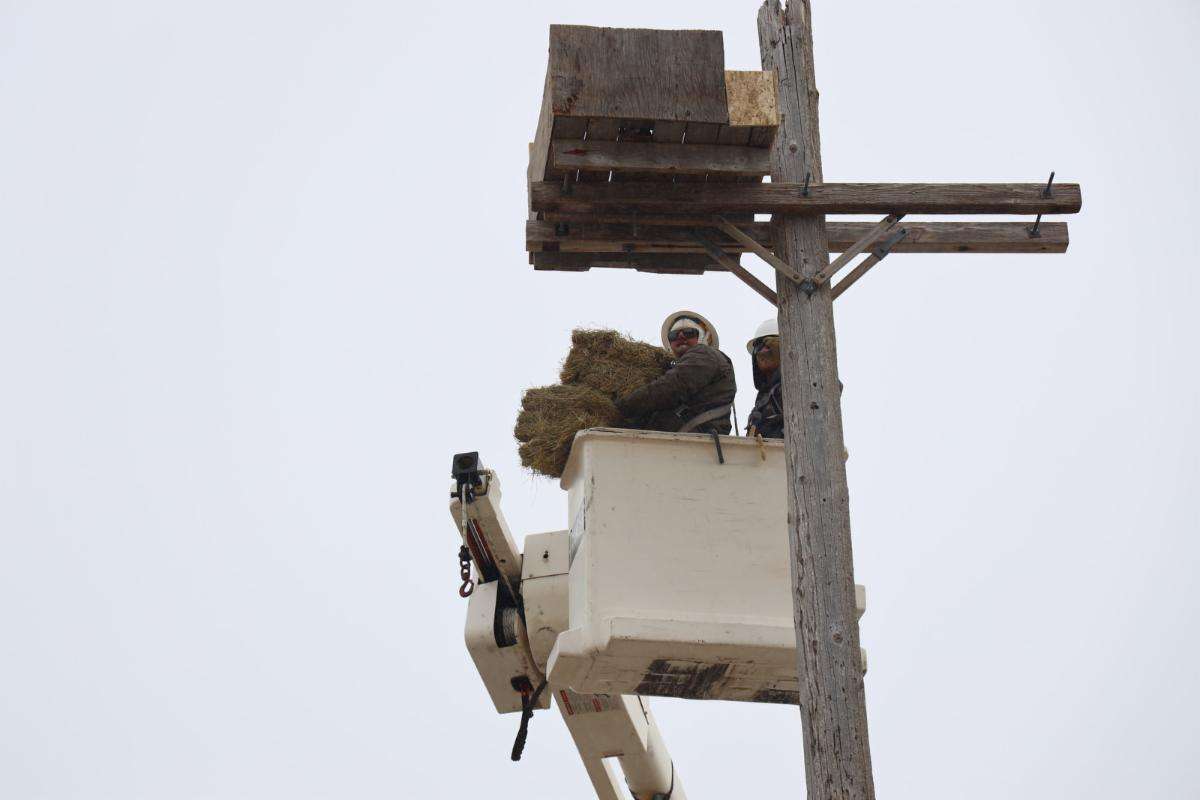 WNCC helped build three nesting boxes for eagles near Alliance in early February. After the boxes were installed on power poles, students filled them with hay and tree branches for eagles to use as nesting material.