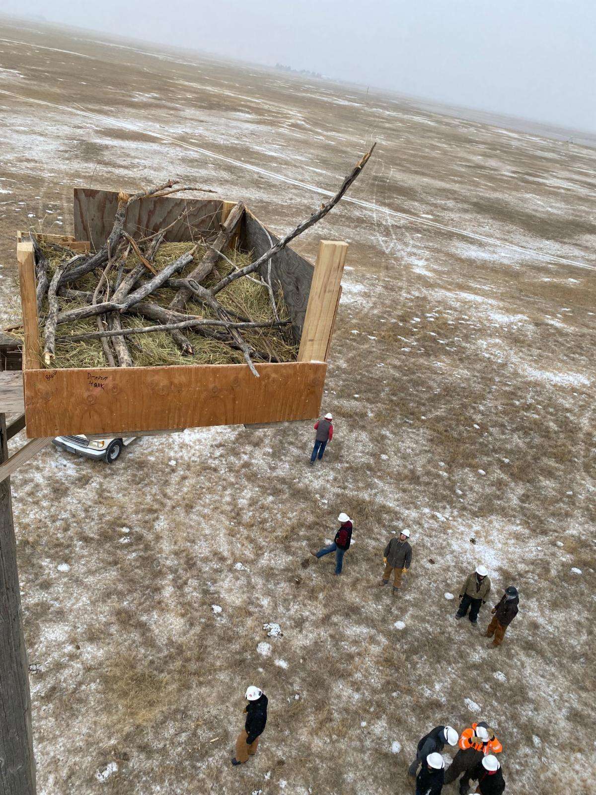 A completed nesting box is seen from above, filled with nesting material to be used by various raptor species in the area.