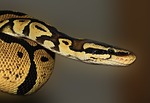 Border authorities find 52 reptiles hidden in man's clothing