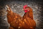 Avian flu detected in Nebraska backyard flock