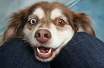It's National Puppy Day! But watch out for these scams
