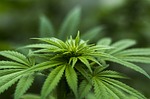 High from hemp: States wrestle with chemically made THC