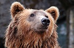 Montana sheriff says hiker killed, grizzly bear suspected