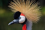 Zoos hiding birds as avian flu spreads in North America