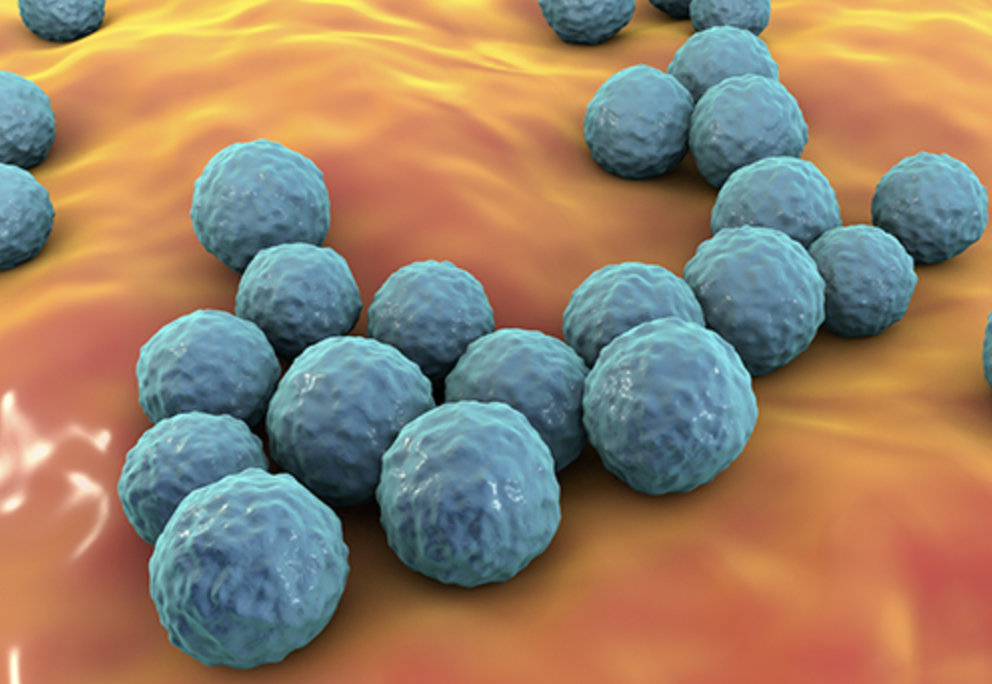 A Kansas State University team finds that a species of bacteria, Enterococcus faecium, can be a source of antibiotic resistance. Enterococcus faecium, pictured above, is contained in several commercial probiotic products for swine and cattle-photo KSU
