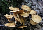 'Magic mushrooms' for therapy? Vets help sway conservatives