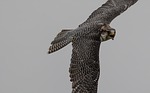 Omaha peregrine falcon tests positive for Pathogenic Avian Influenza