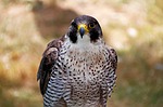 Omaha peregrine falcon tests positive for Highly Pathogenic Avian Influenza