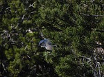 Protections sought for Western bird linked to piñon forests