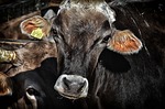 Proposal to build state’s largest feedlot hits snag, headed for another vote