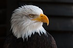 Bird flu takes unheard-of toll on bald eagles, other birds