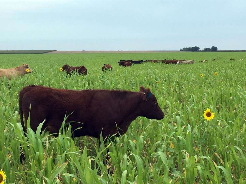 <b>written by: Stacy Campbell - Cottonwood Extension District</b>