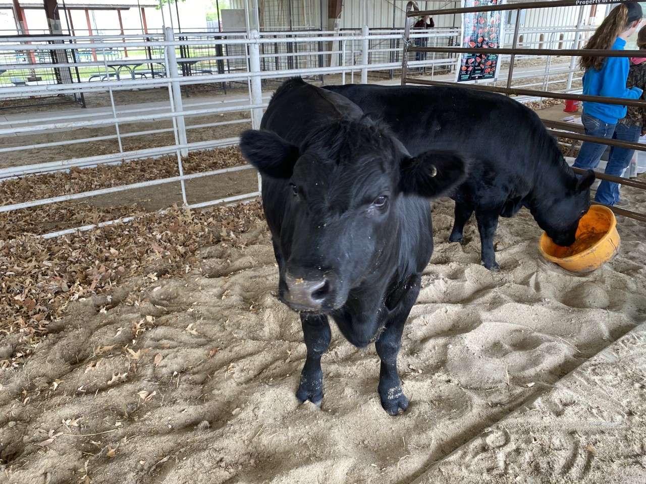 USD 475 Third Grade Students Experience Ag Day