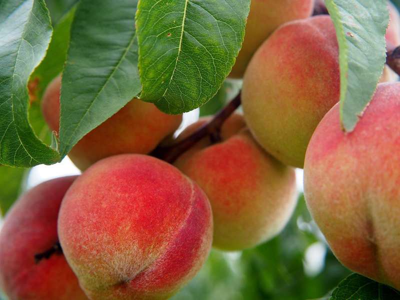 Gardening: Too much fruit may not be a good thing - Salina Post