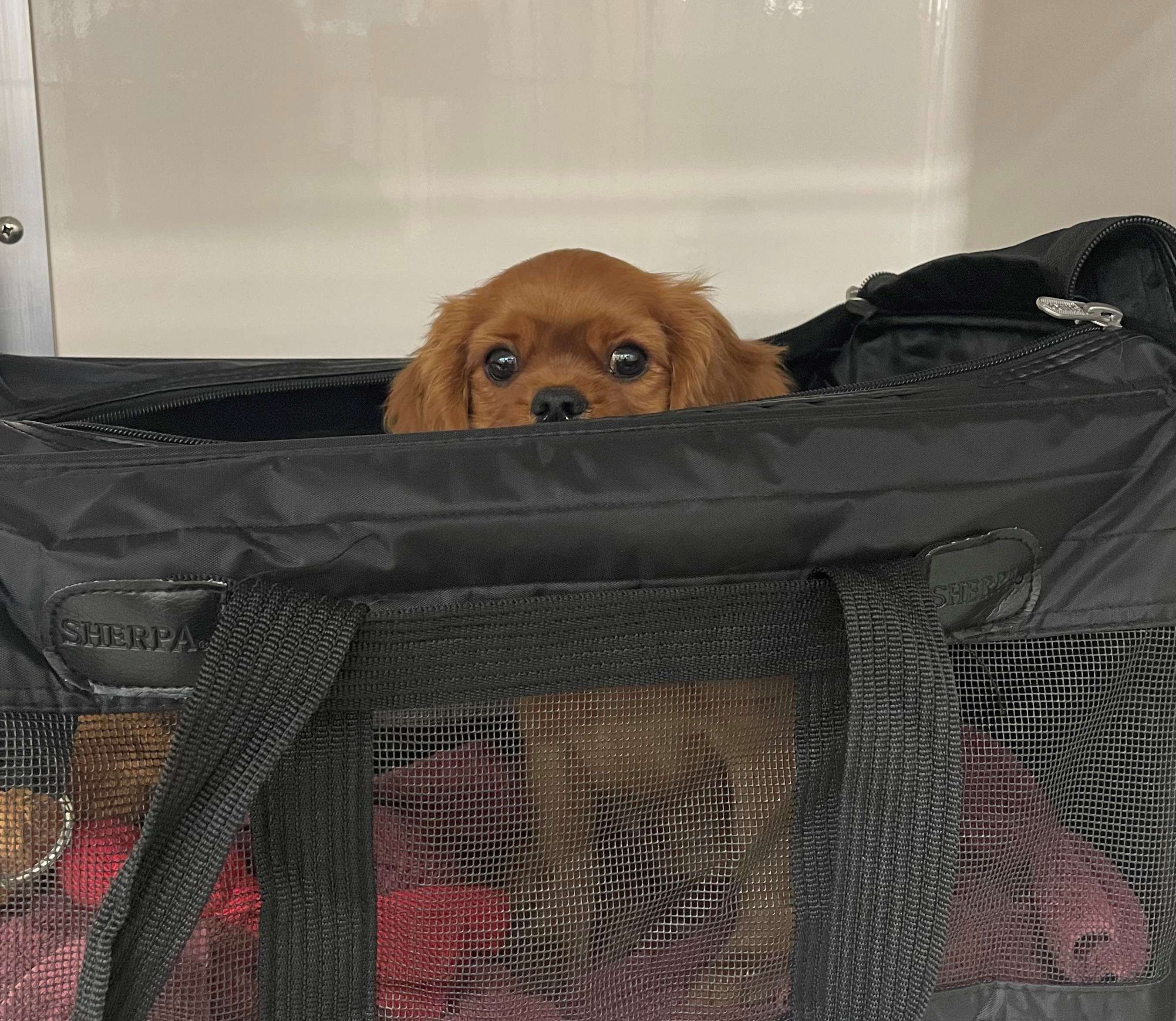 <b>Photo cutline:&nbsp;</b>Advance planning is key to smooth traveling with family pets. A Kansas State University veterinarian offers tips to consider before finalizing summer travel plans. Photo courtesy Rachel Gooldy.&nbsp; &nbsp;