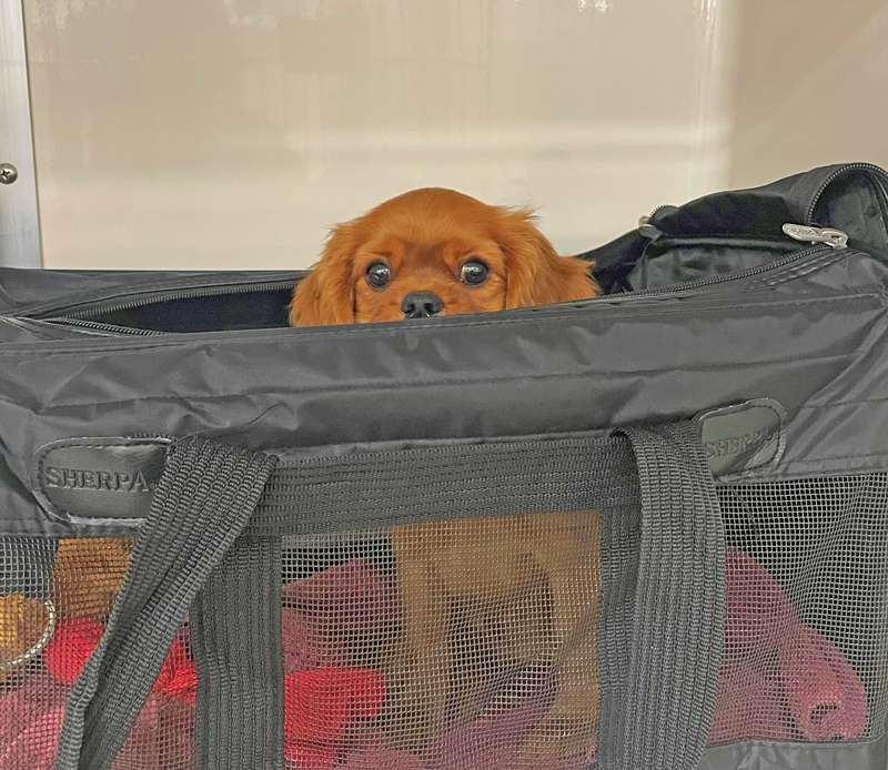 <b>Advance planning is key to smooth traveling with family pets. A Kansas State University veterinarian offers tips to consider before finalizing summer travel plans.</b> Photo by Rachel Gooldy courtesy&nbsp;<i>K-State News and Communications Services</i>