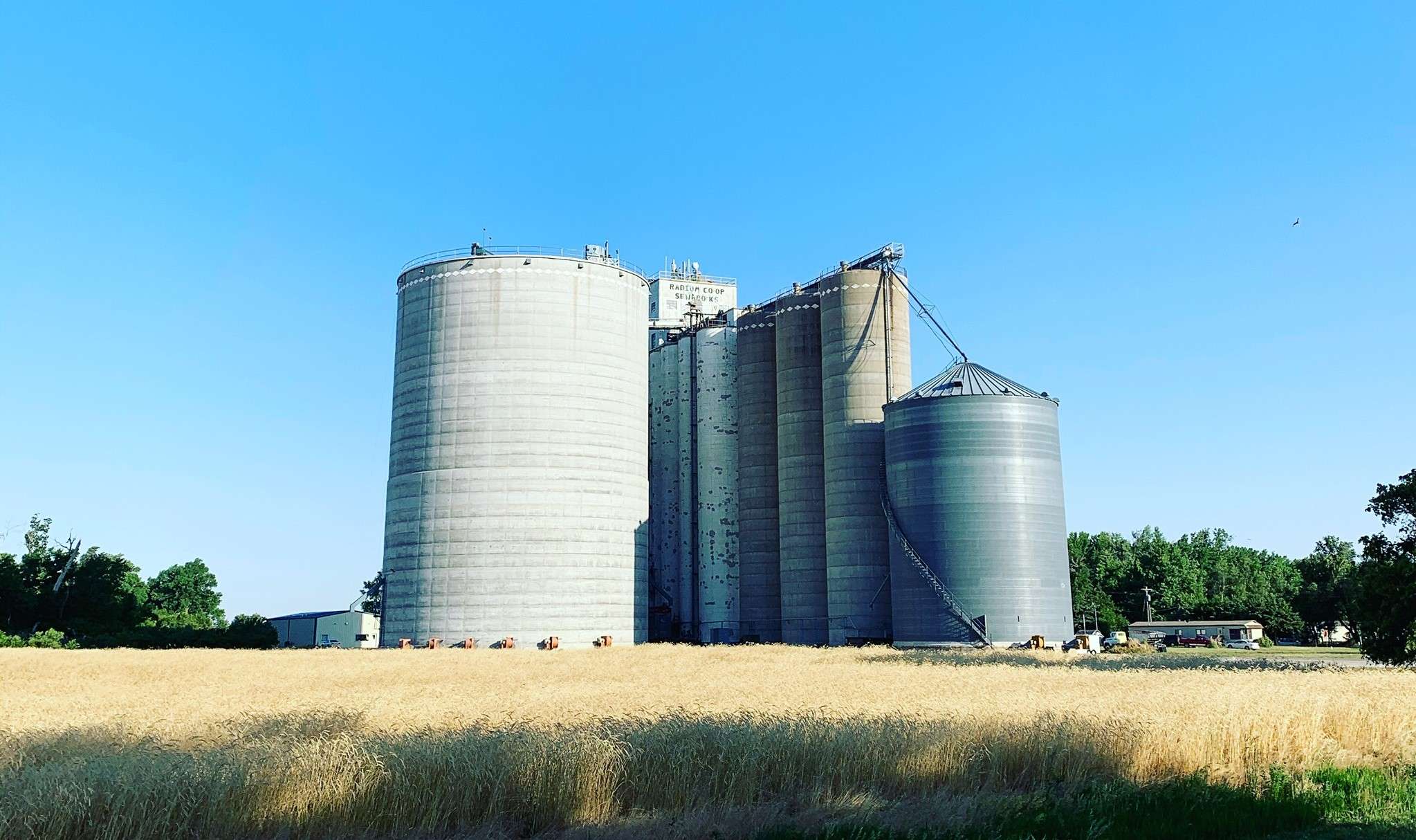 Northern Barton Co. with slight edge in wheat quality, yields